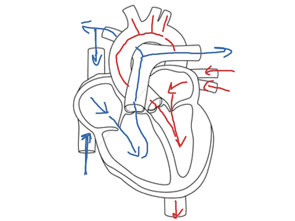 Blood Flow Through The Heart Physiology Biology ShowMe