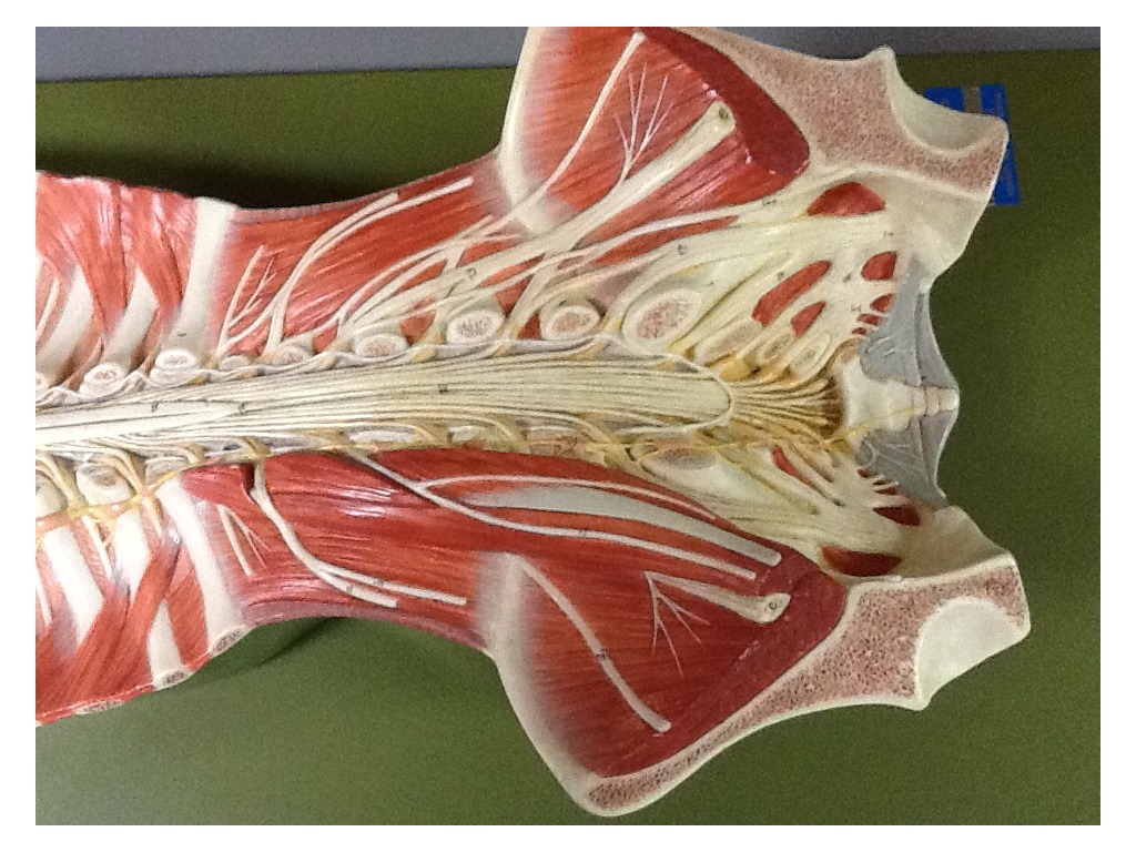 sacral plexus model