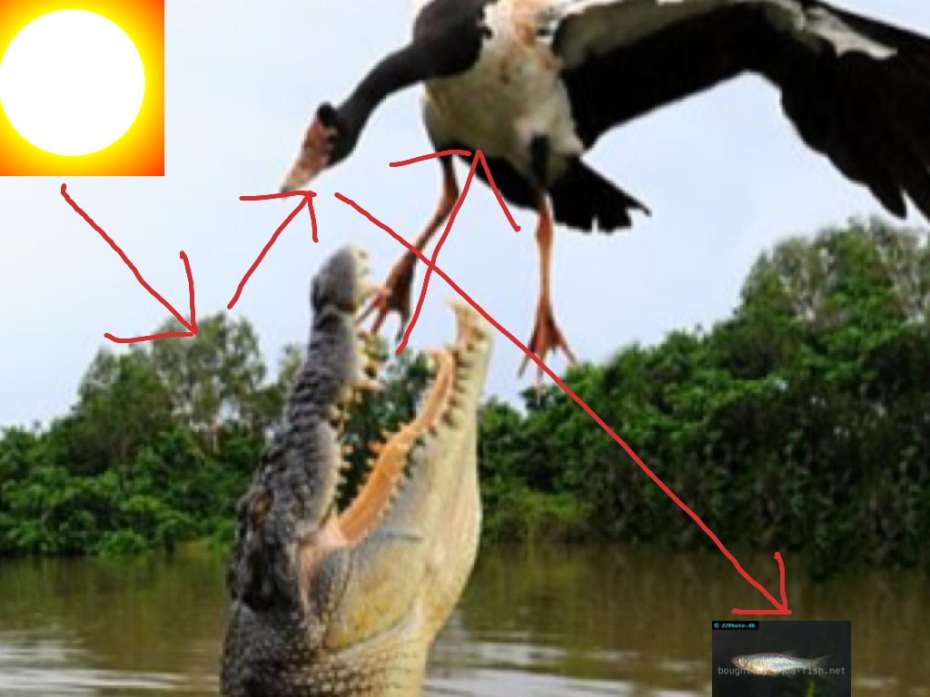 meerkat foodchain Biology Diagrams