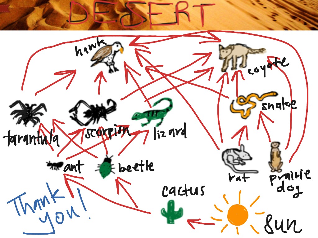 Desert Biome Food Web Diagram