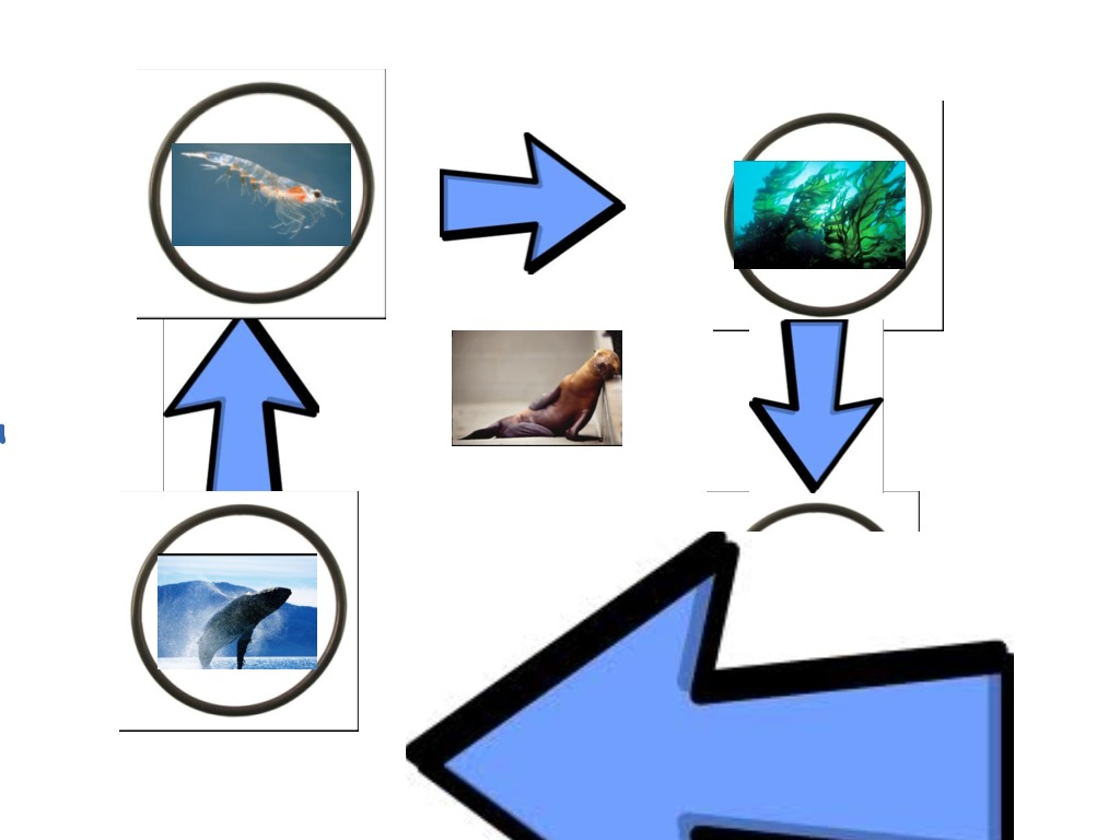 food-chain-of-a-humpback-whale-science-showme