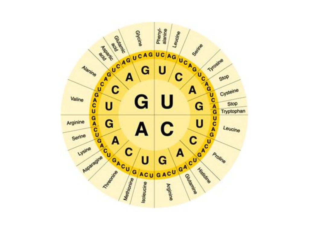 Amino Acid Chart A Visual Reference Of Charts Chart Master