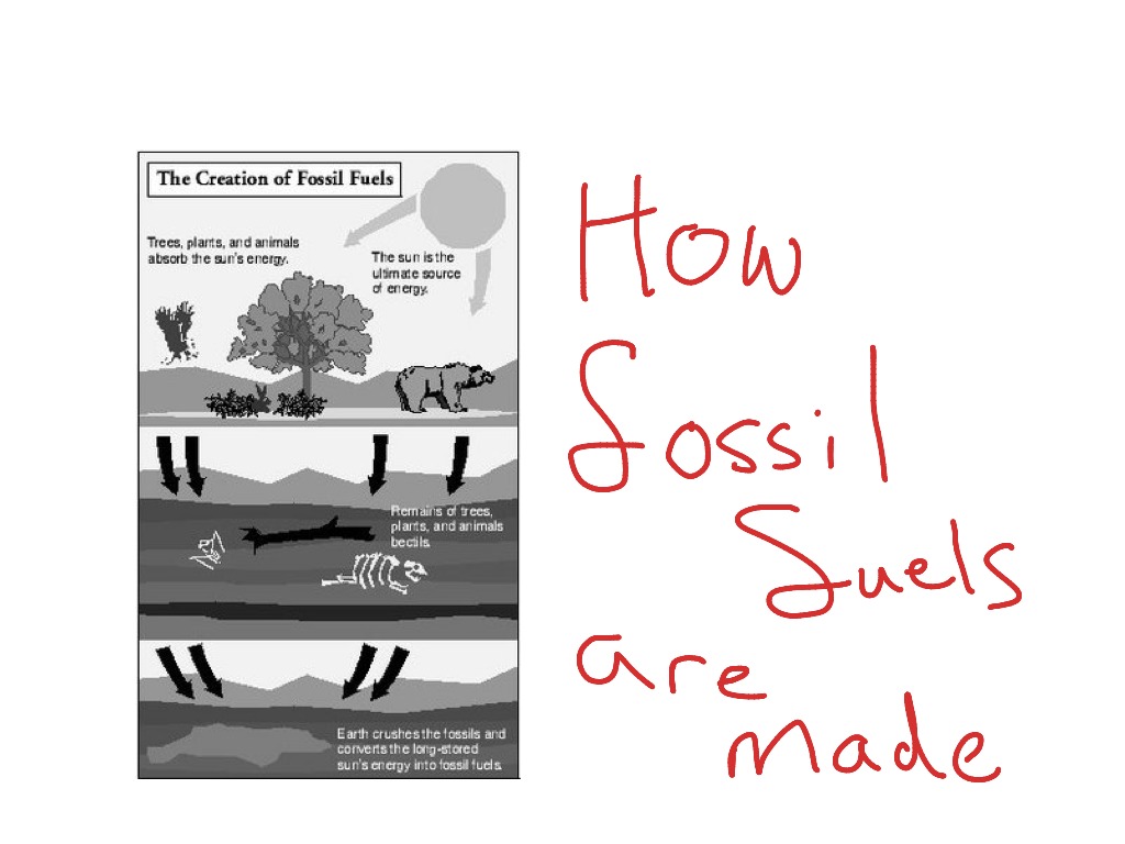 How fossil fuels are made | Science | ShowMe