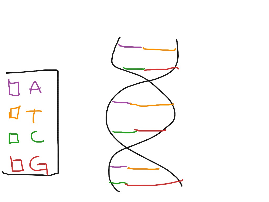 double-helix-dna-science-biology-genetics-showme