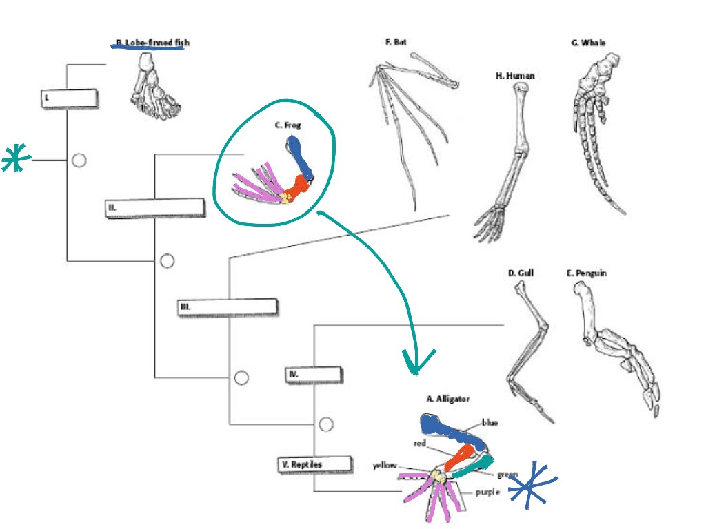 Evolutionary Tree Explanation Science, Biology, Evolution ShowMe