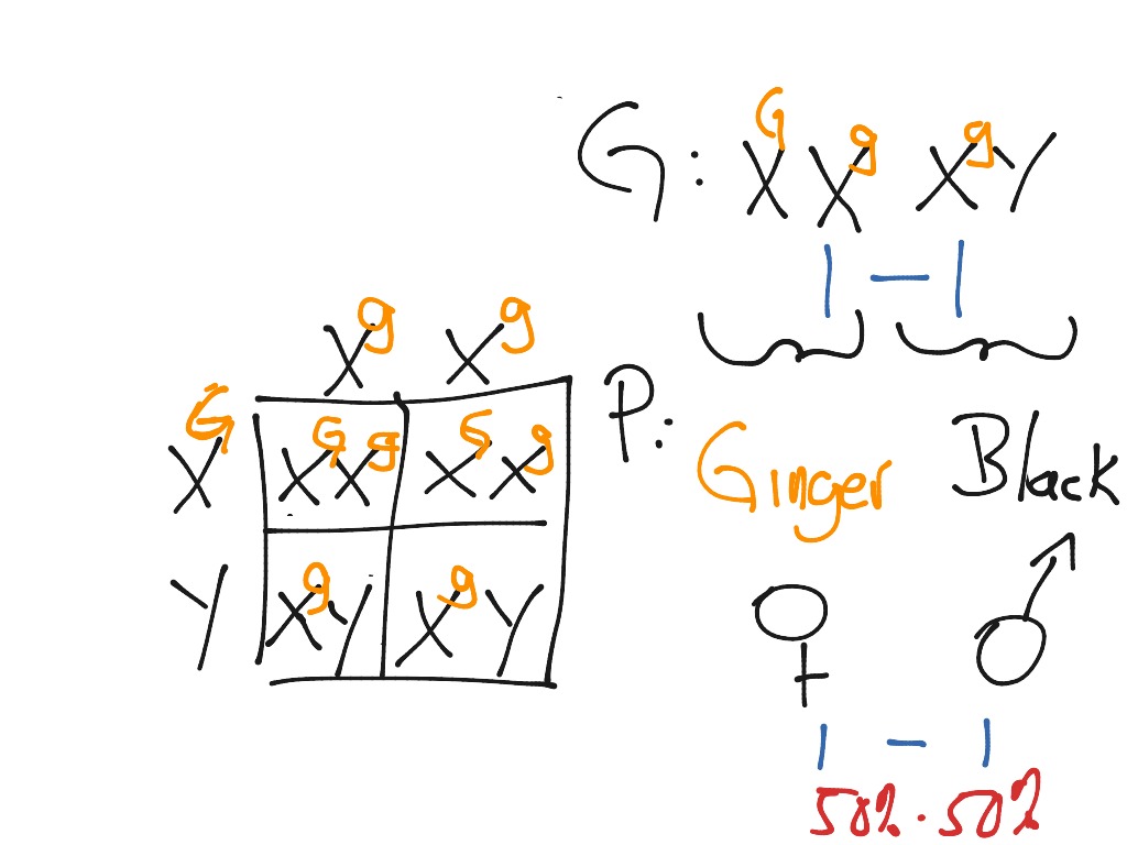 Science 30 Unit A Chapter 2 Sex Linked Question Science Biology Genetics Showme 1801