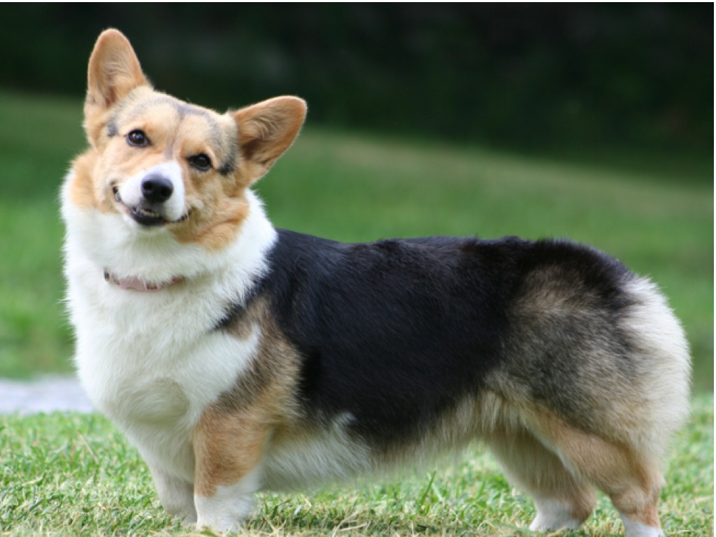 Corgi body parts | Animals | ShowMe