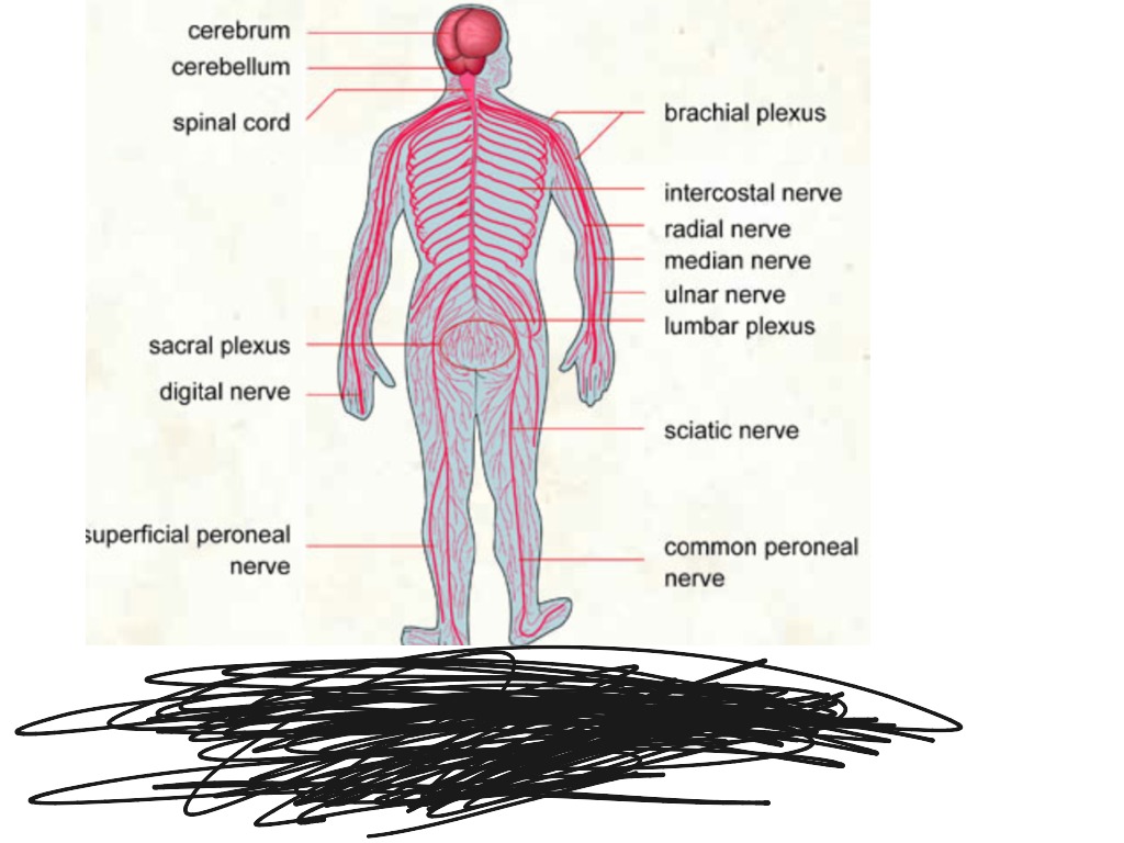 ShowMe - body systems