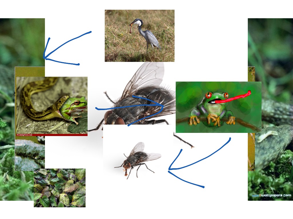 Herron food chain | Science | ShowMe