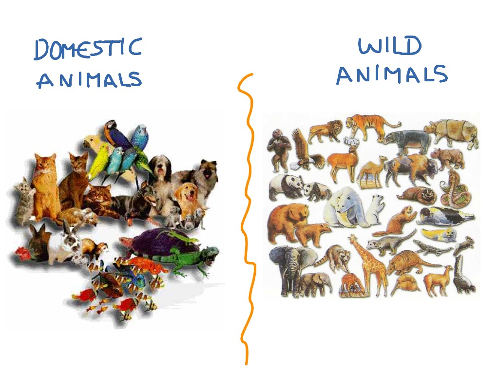 wild-vs-domestic-animals-video-lesson-transcript-study