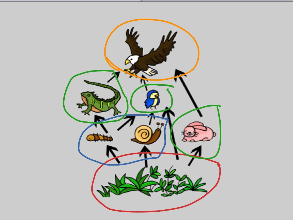 ShowMe - tropical dry forest food web