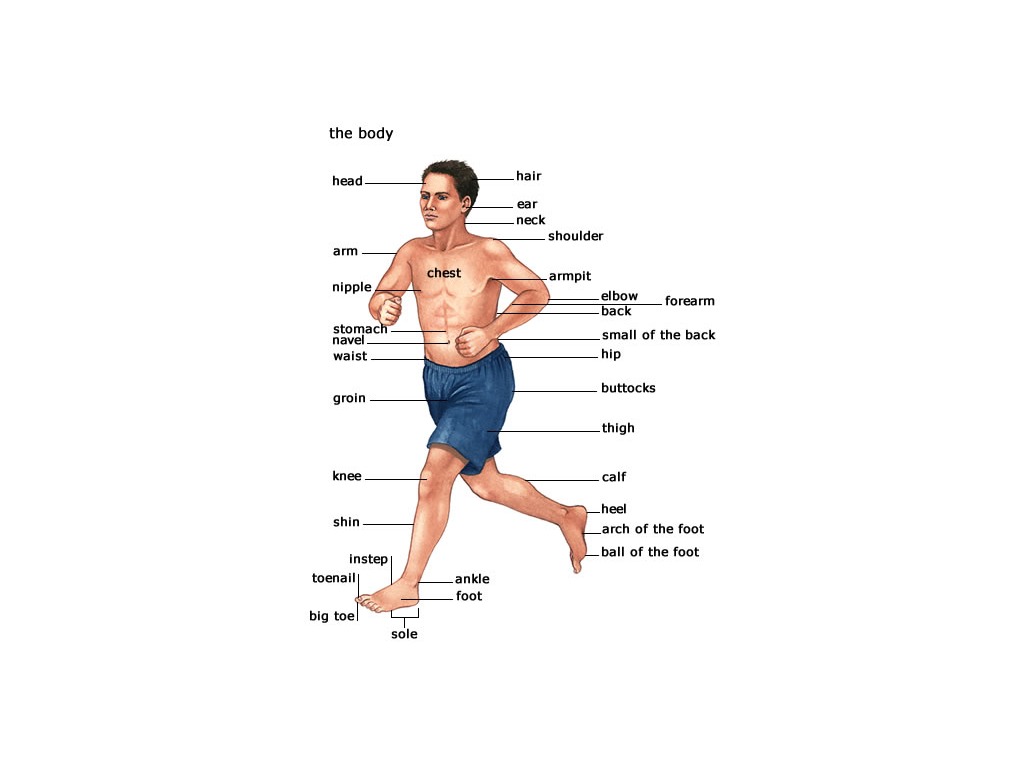 Body names. Instep Part of the body. Calf Part of body. Human beings 1 talking out about Parts of the body inside and outside the Skeleton. Shin какая часть тела.