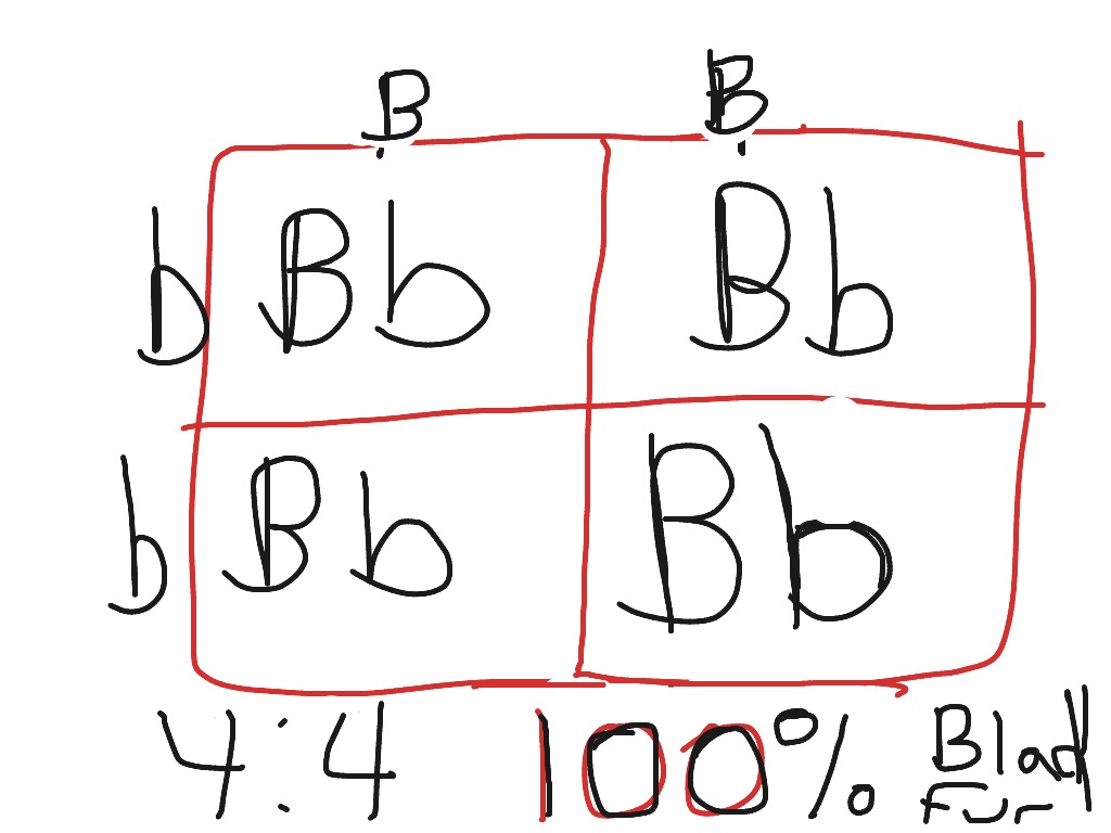 Punnent square | Science | ShowMe