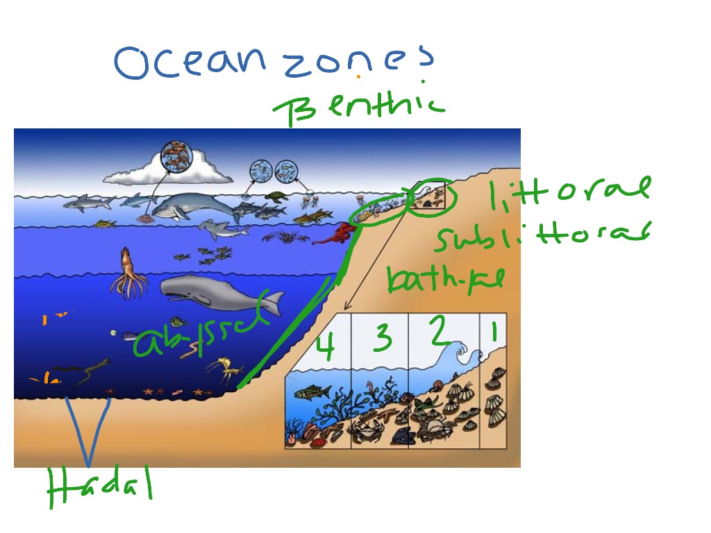 oceanic-zones-science-biology-showme