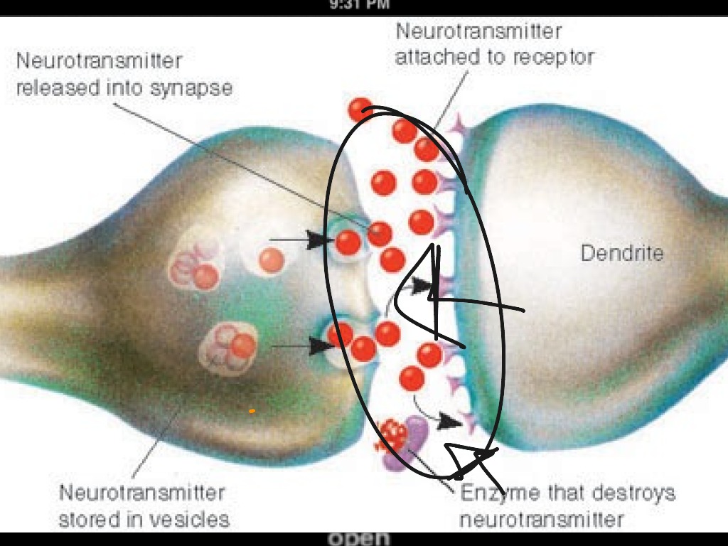 Nerve Impulse Science Anatomy And Physiology ShowMe