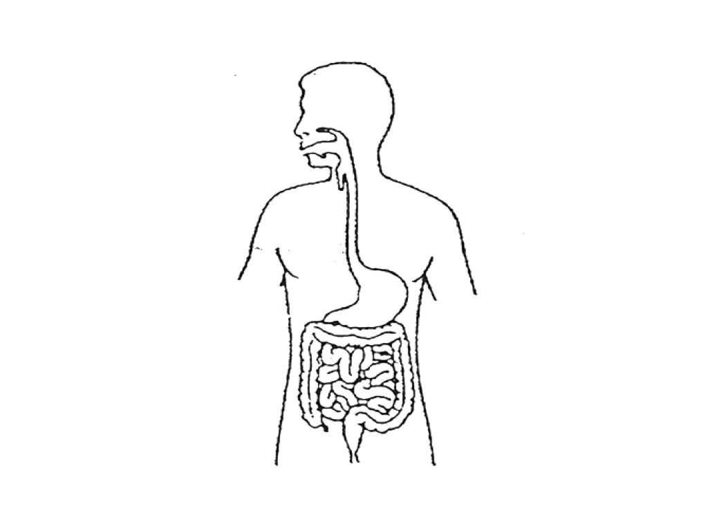 Digestive System | Science, Digestive System | ShowMe