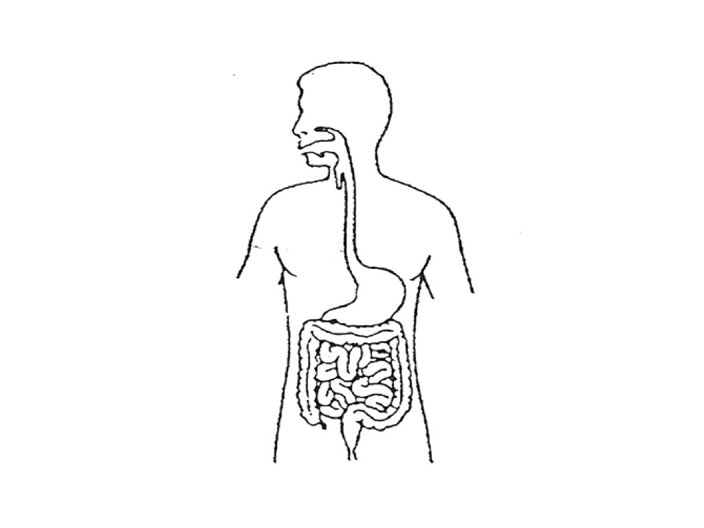 Digestive System Science, Digestive System ShowMe