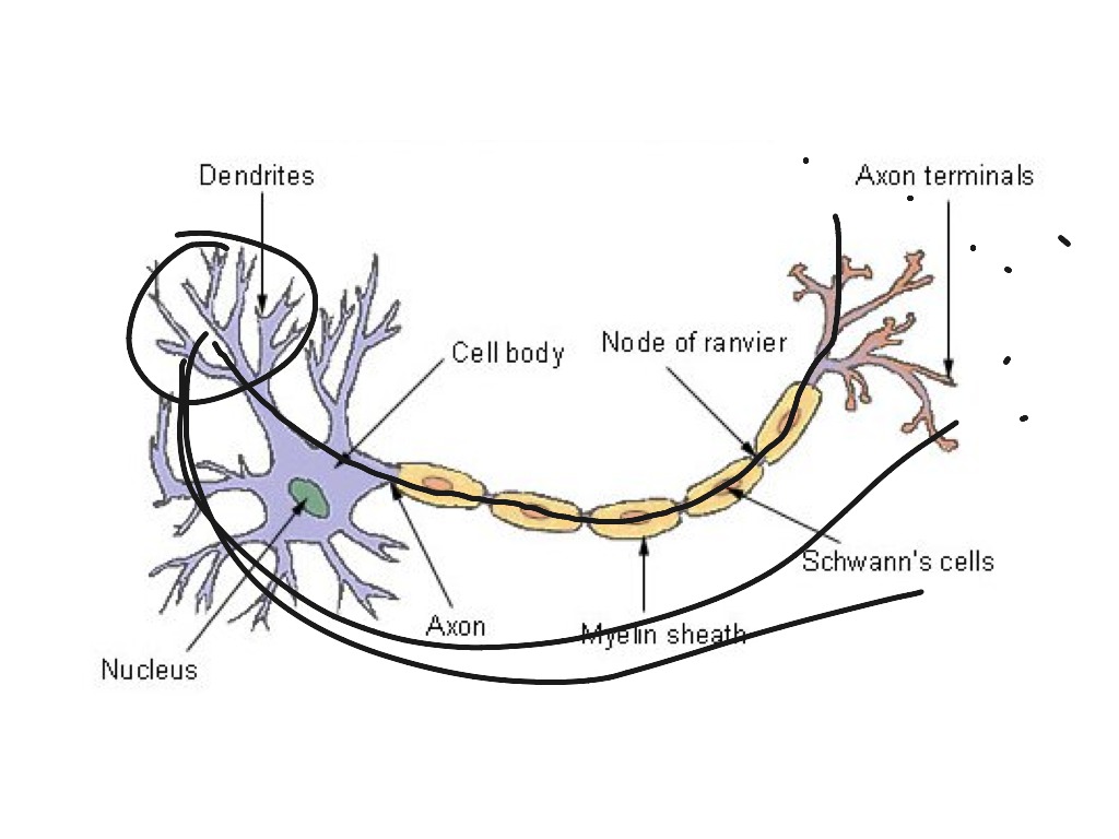 Neuron Impulses | Science | ShowMe