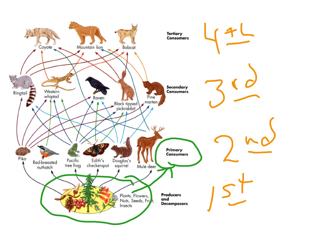 food web with trophic levels