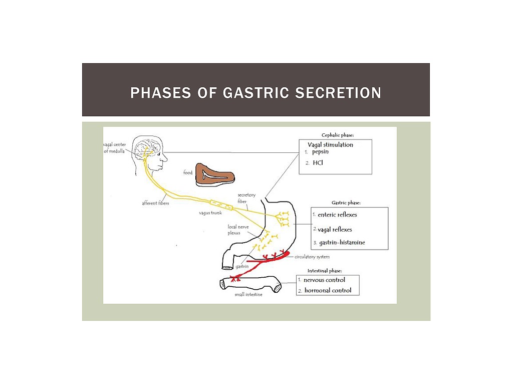 ShowMe - digestive system flow chart
