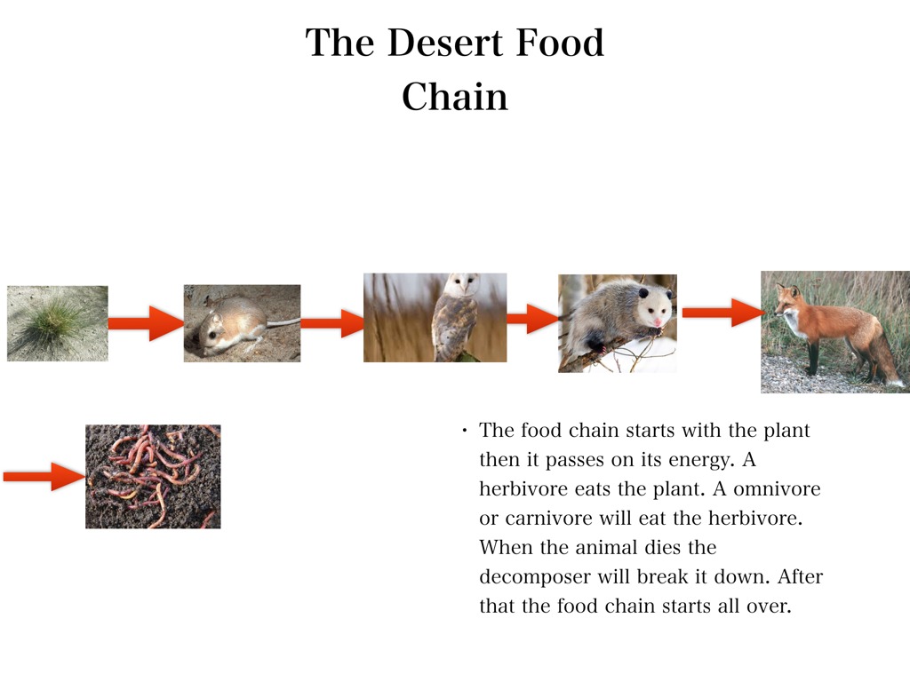 The Desert Food Chain by Israel | Science, Environment, Animals | ShowMe