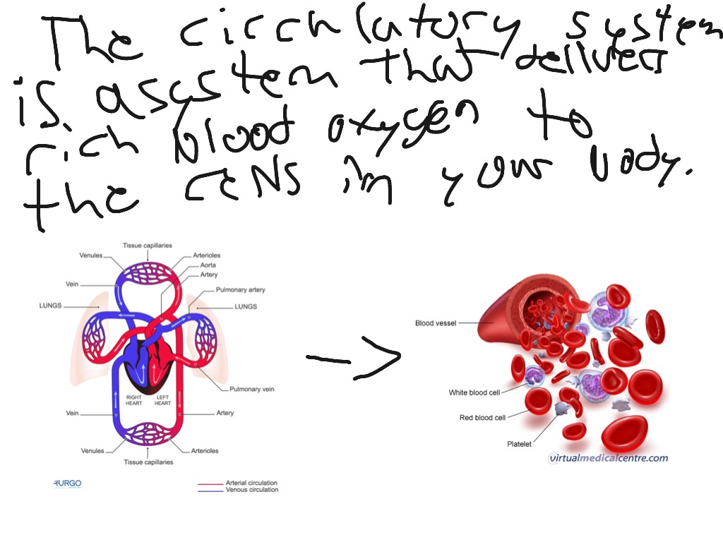 Circulatory System Science Showme