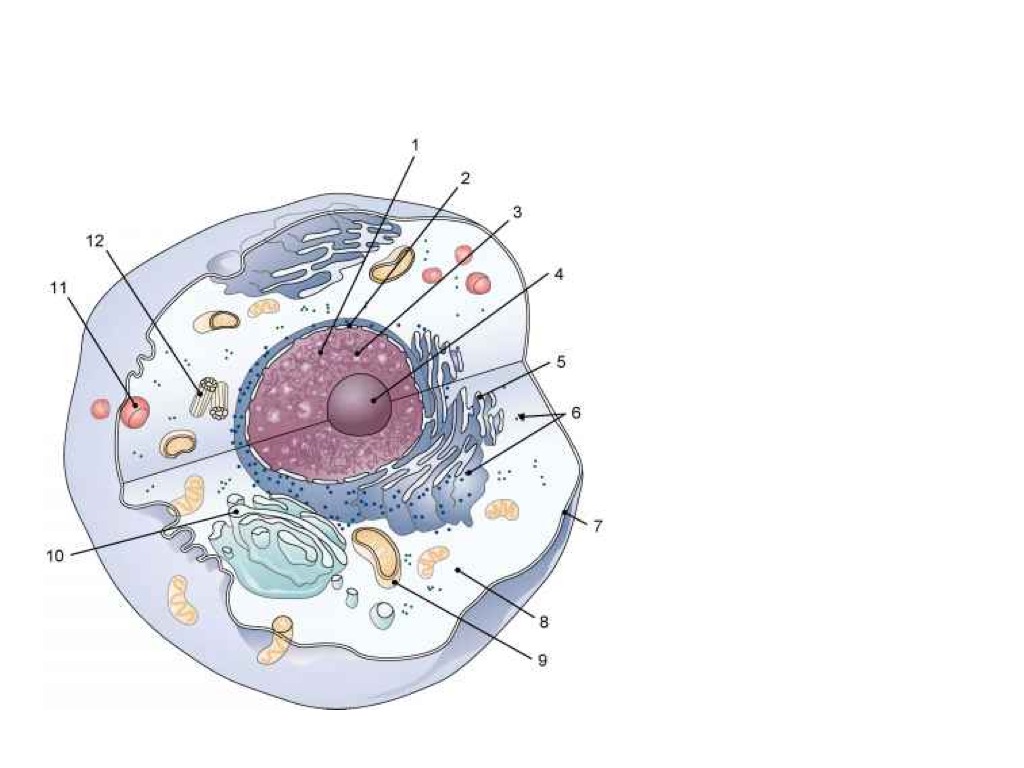 Восемь клеток. Organelles. Cell organelles. Animal Cell organelles. Строение клетки Cell organelles.