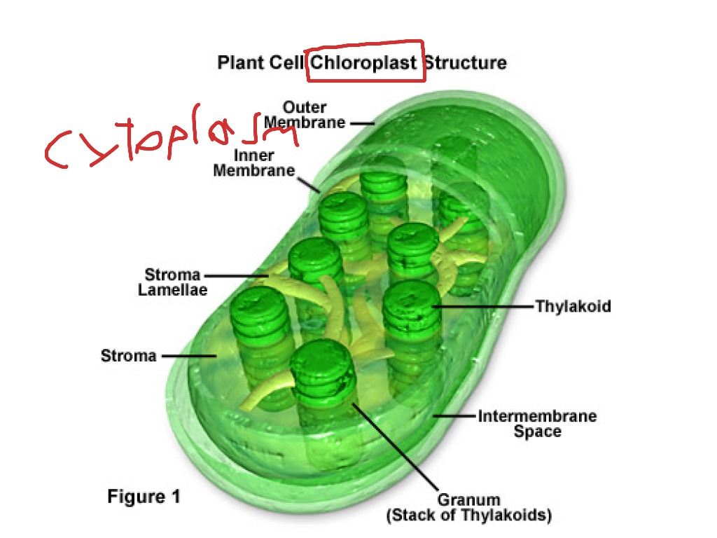 Зеленая пластида клетки. Хлоропласты хлорофилл хлорофилл. Строма хлоропласта фотосинтез. Строение хлоропласта рисунок. Хлорофилл в хлоропластах.