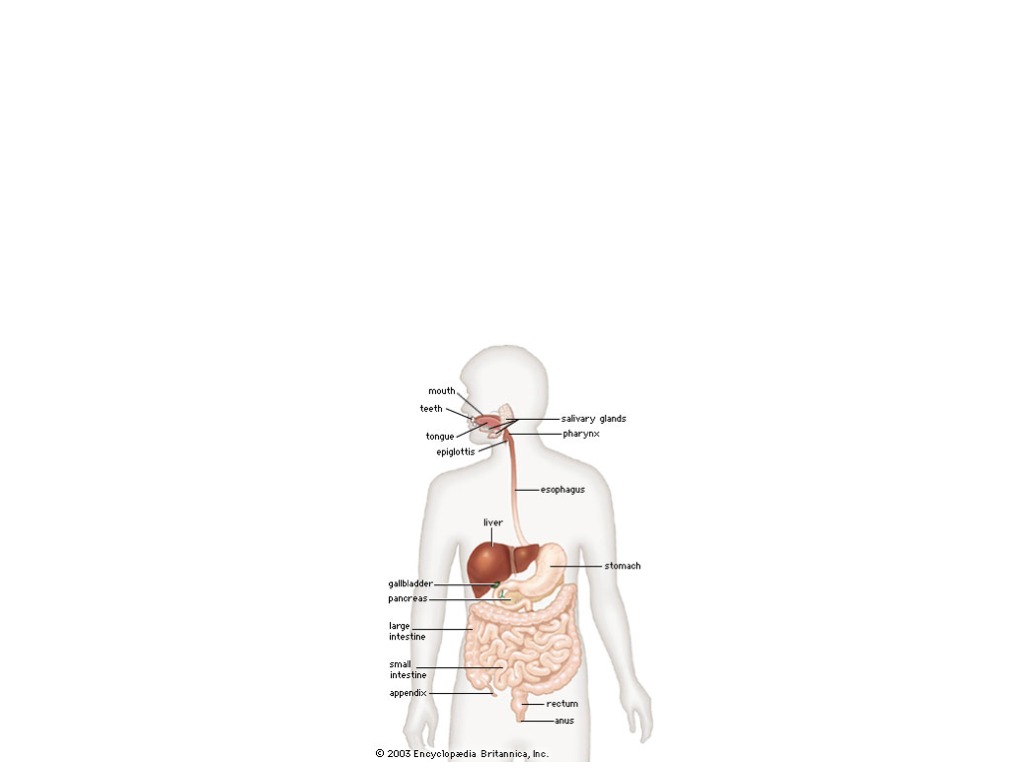 digestive-process-science-showme