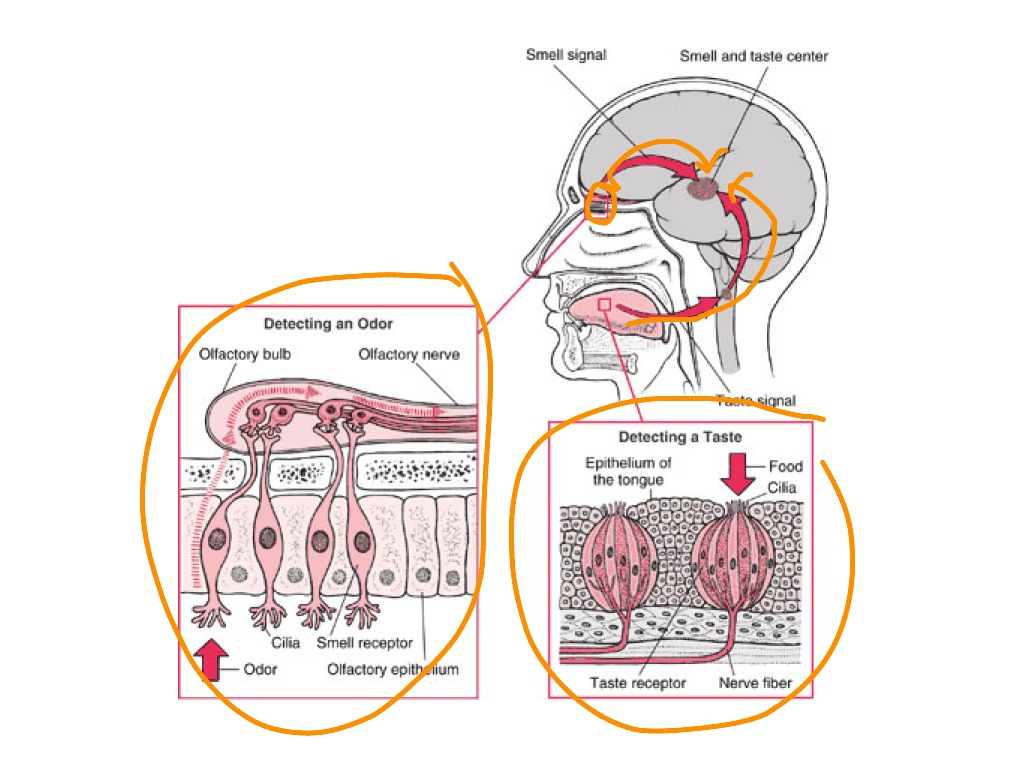 Блок схема обонятельного и вкусового анализаторов
