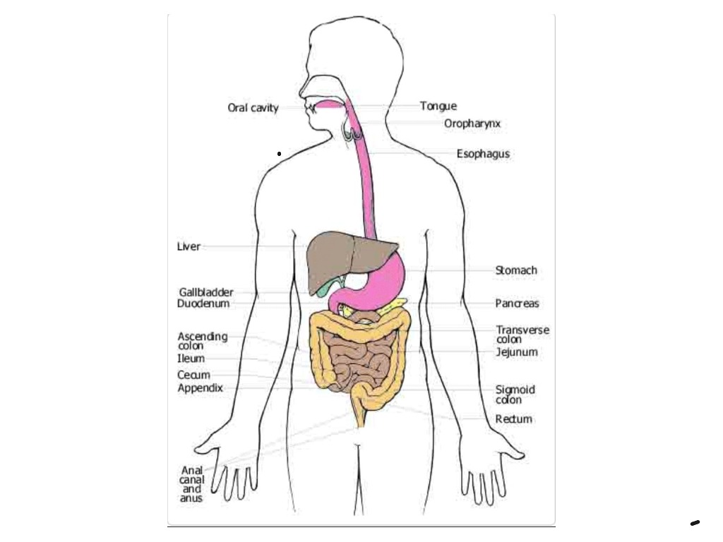 Digestive Tract Flow Chart