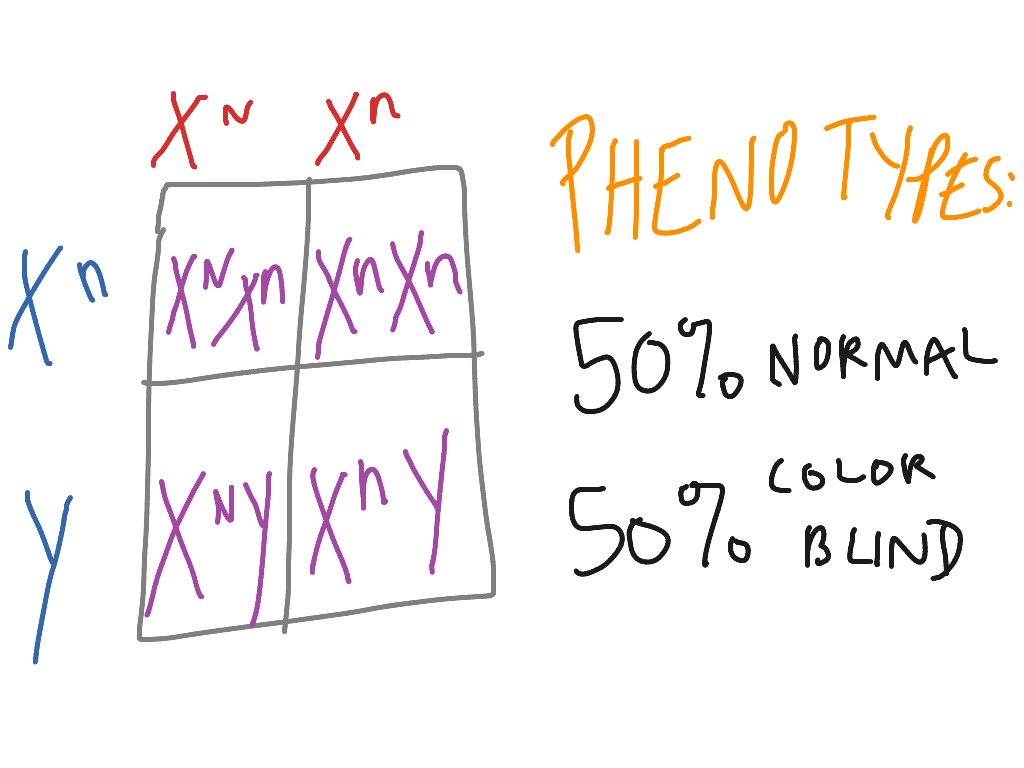 Sex Linked Punnett Square 1 29 13 Science Showme