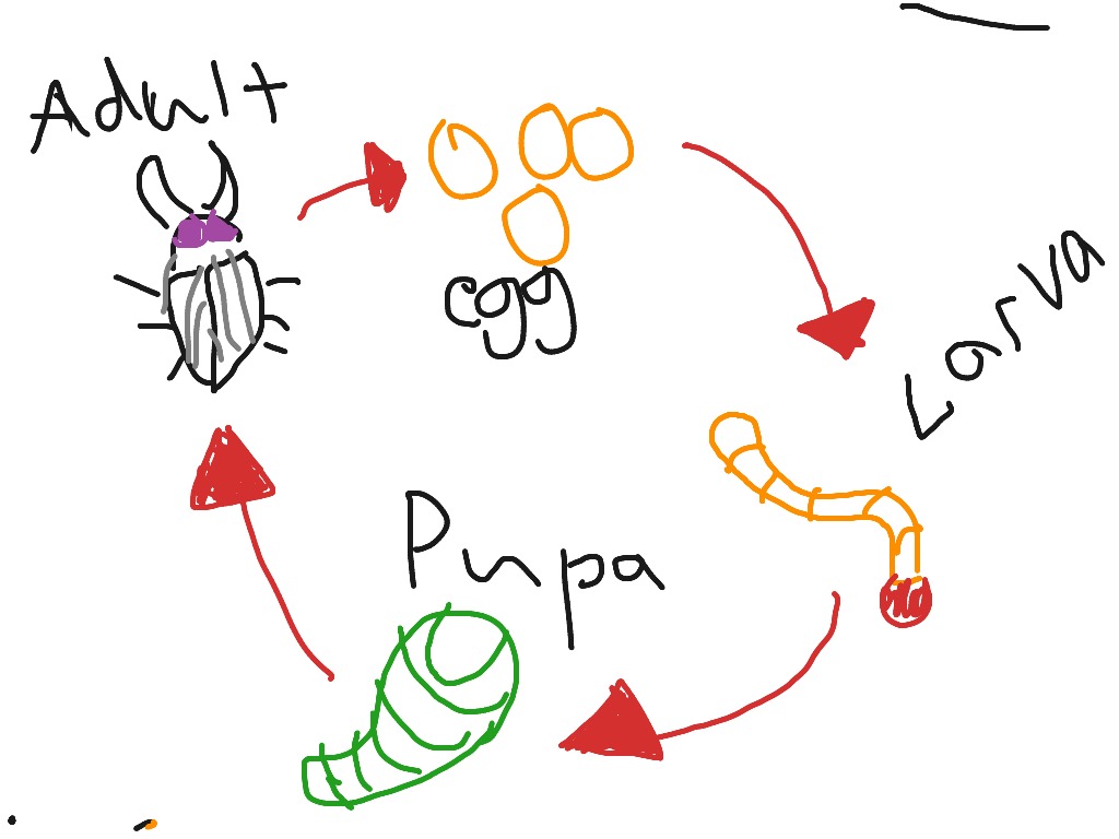 maggot-life-cycle-life-cycle-science-showme