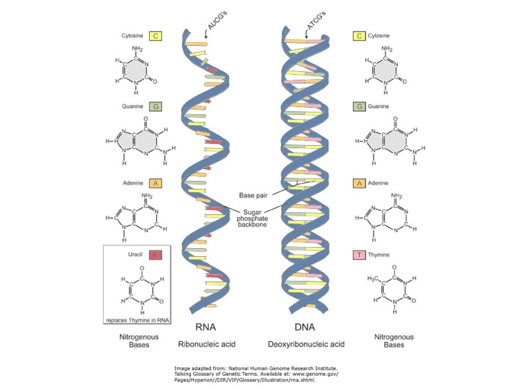 Diferencias entre arn y adn