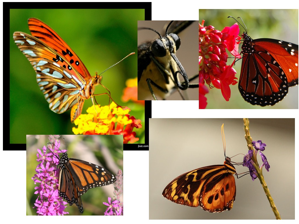 most-viewed-thumbnail