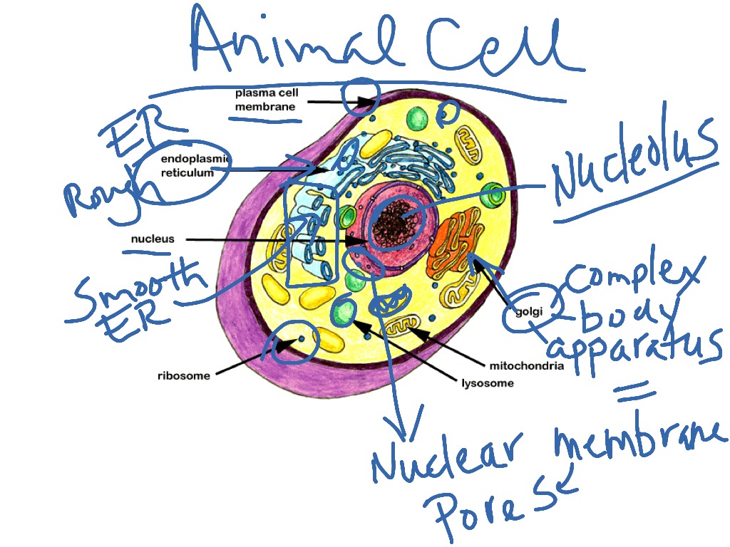 Animal cell 1 | Science, Biology | ShowMe