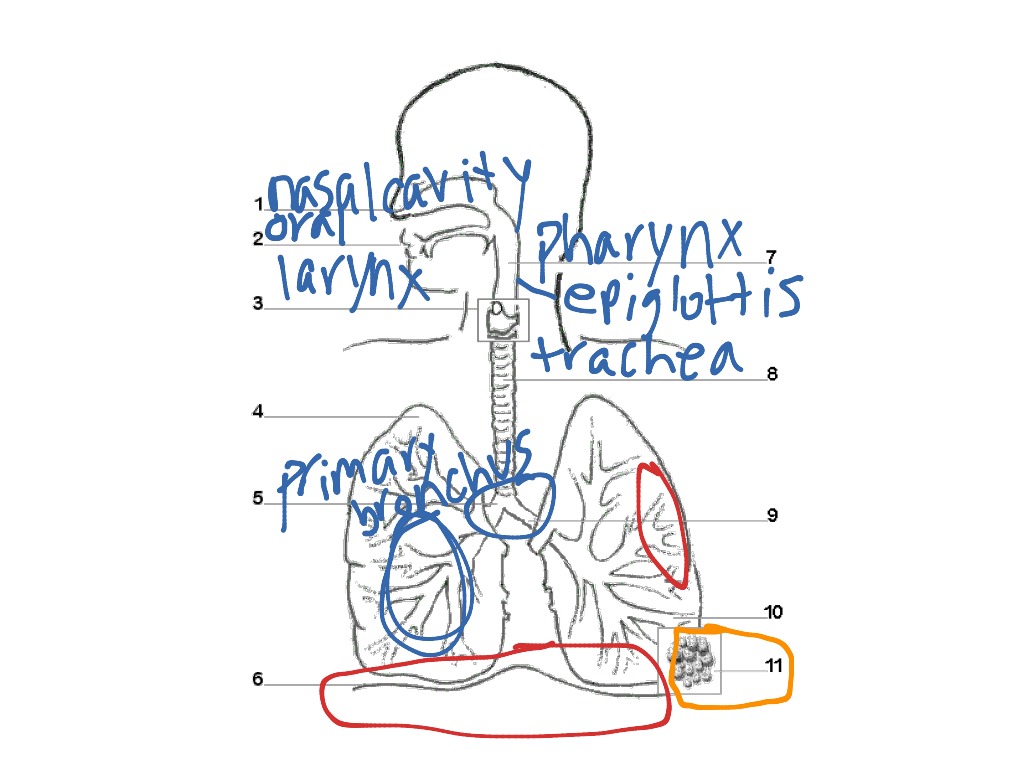 Respiratory System | Science, Biology | ShowMe