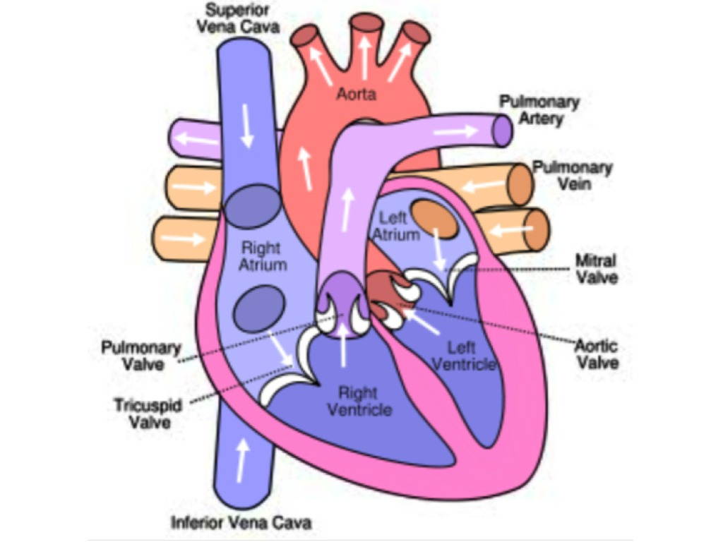 The heart | Science | ShowMe