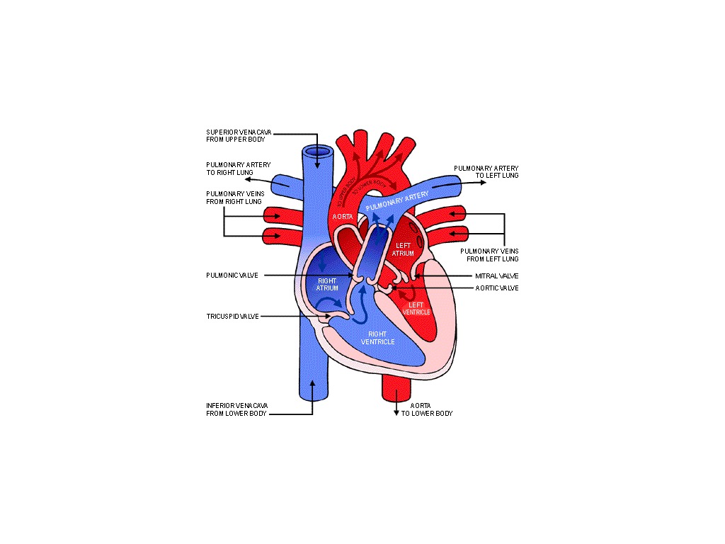 heart-medical-terminology-showme