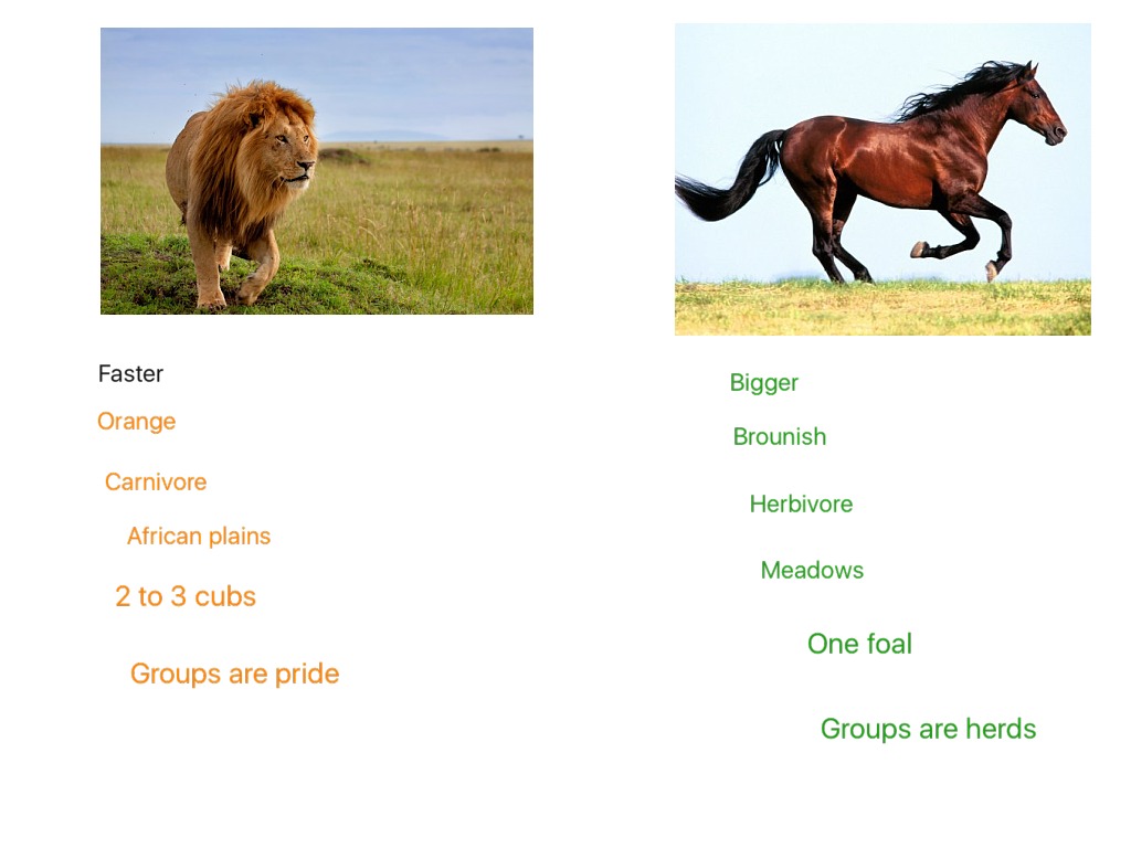 compare two animals essay