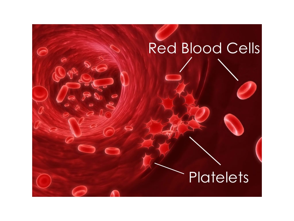 Blood | Science, Biology, Cells | ShowMe