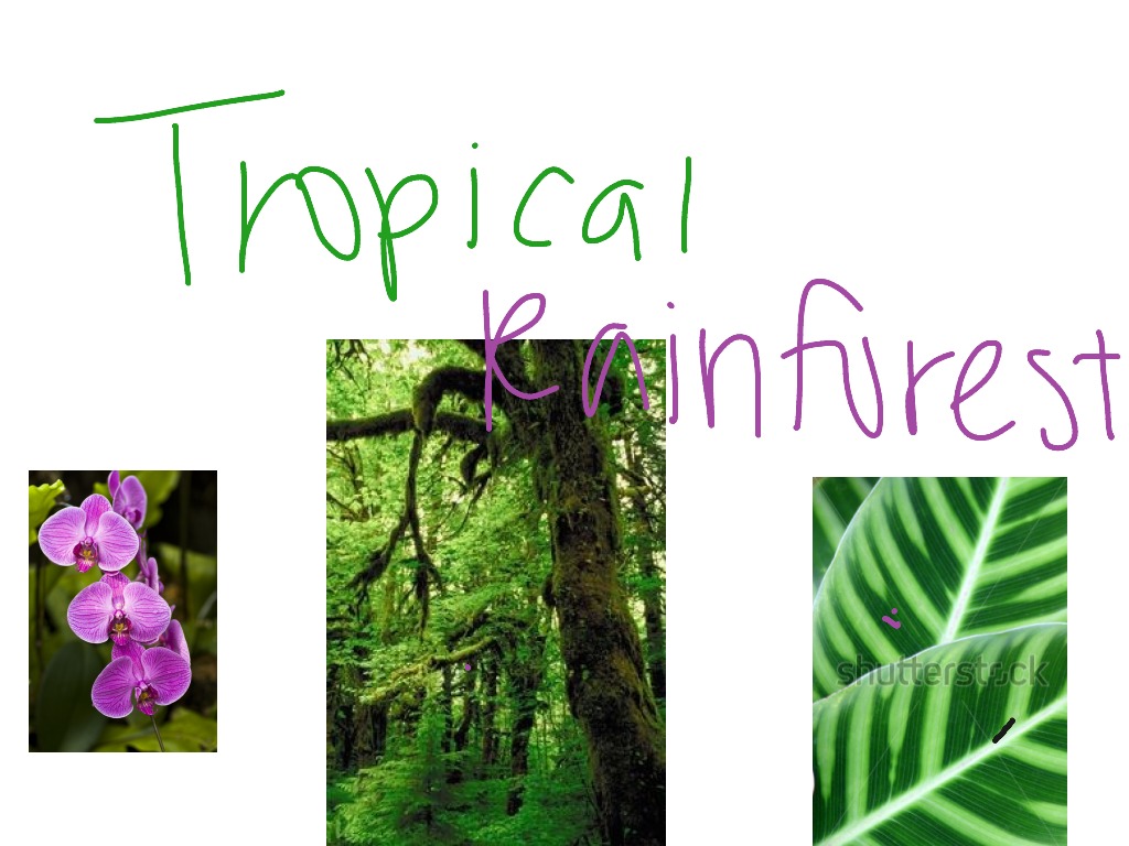 Tropical rainforest plant adaptations Science, Biology