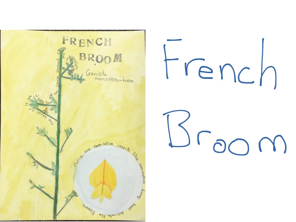 Peaches French Broom ShowMe