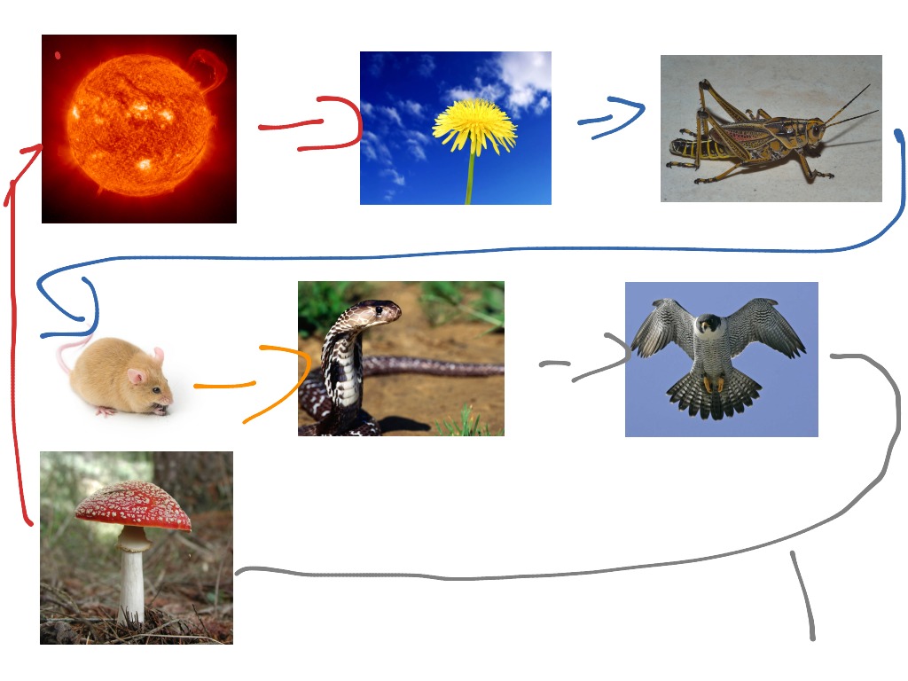 sammy-s-raft-science-earth-science-food-chain-showme