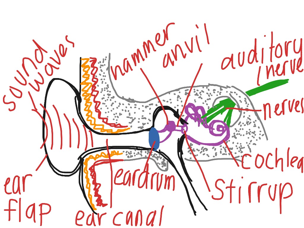 Diagram of ear Psychology ShowMe