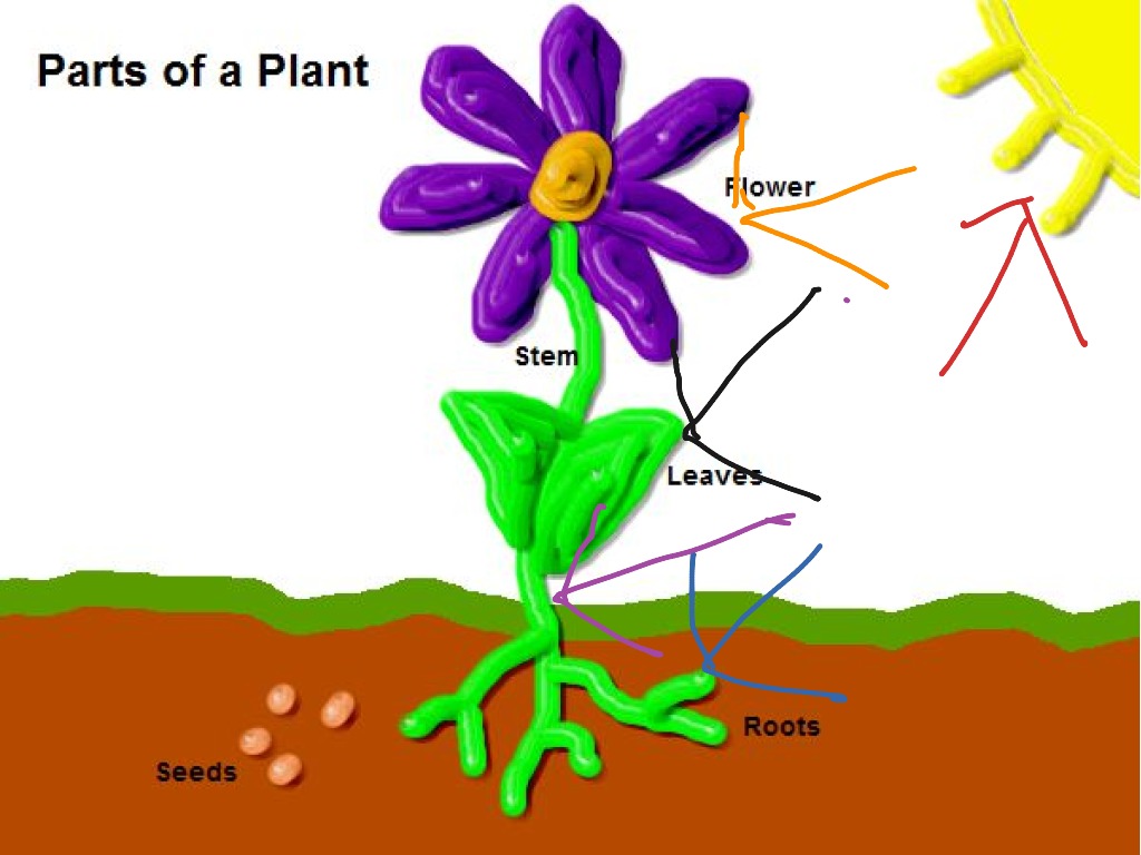 Parts of four. Parts of Plants for Kids. Parts of Plants Flashcards. Flower structure for Kids. Parts of a Flower for Kids.