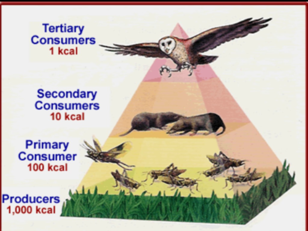Трофическая пищевая цепь из 10 уровней. Экологическая пирамида. Экологическая пирамида степи. Экологическая пирамида Дубравы. Перевернутая экологическая пирамида.