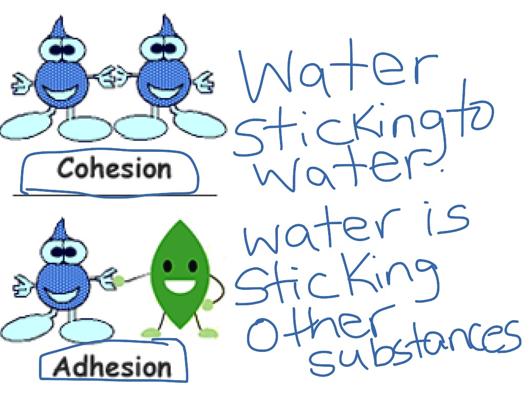 Adhesion and cohesion Science, Hydrology Unit ShowMe