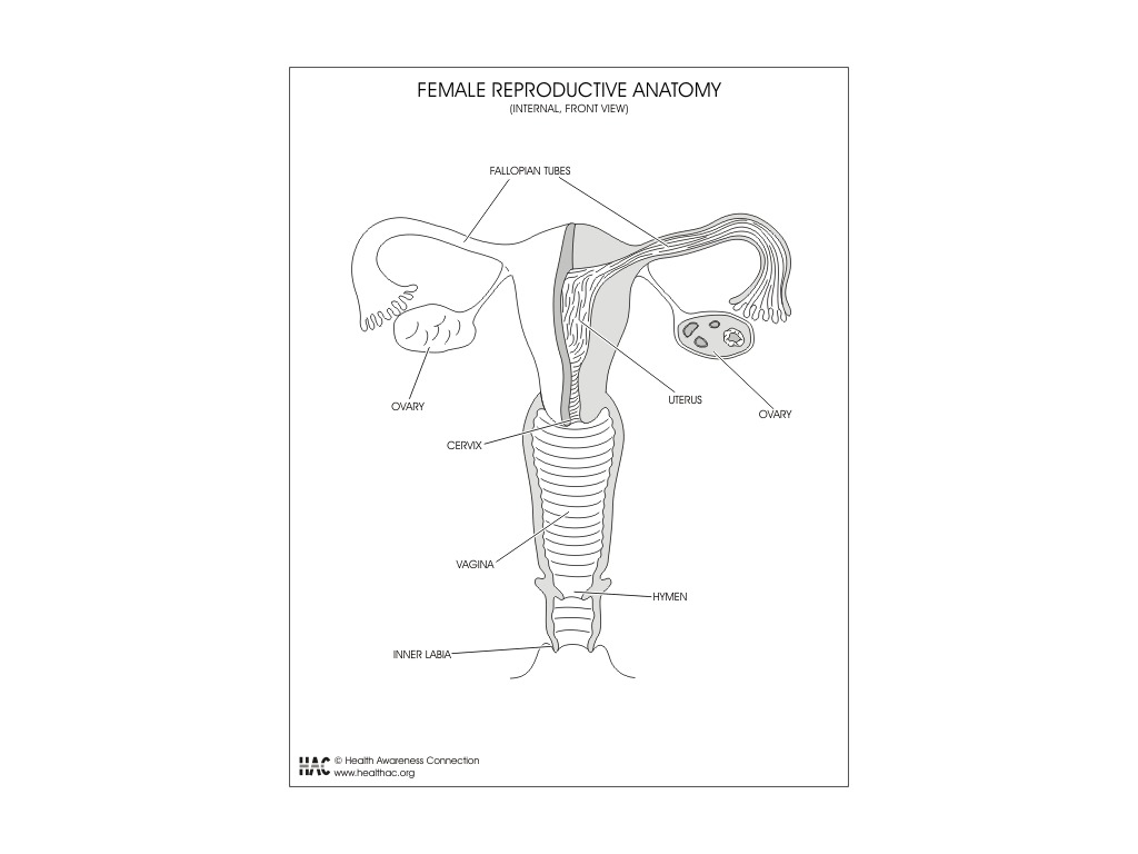 Front view female reproductive system/organs  Health Education Throughout The Female Reproductive System Worksheet