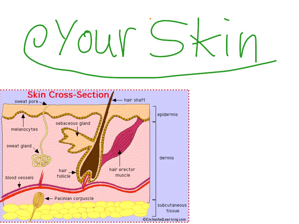 Skin science